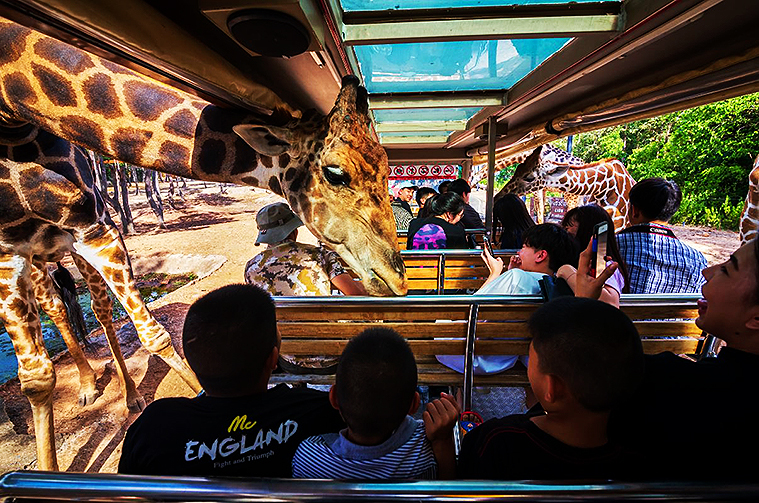 치앙마이 나이트 사파리, 치앙마이 데이 사파리, Day Safari Chiang Mai, Night Safari, 치앙마이 동물원, 치앙마이 야간 동물원