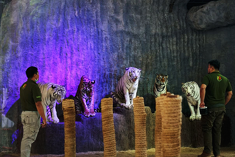 치앙마이 나이트 사파리, 치앙마이 데이 사파리, Day Safari Chiang Mai, Night Safari, 치앙마이 동물원, 치앙마이 야간 동물원