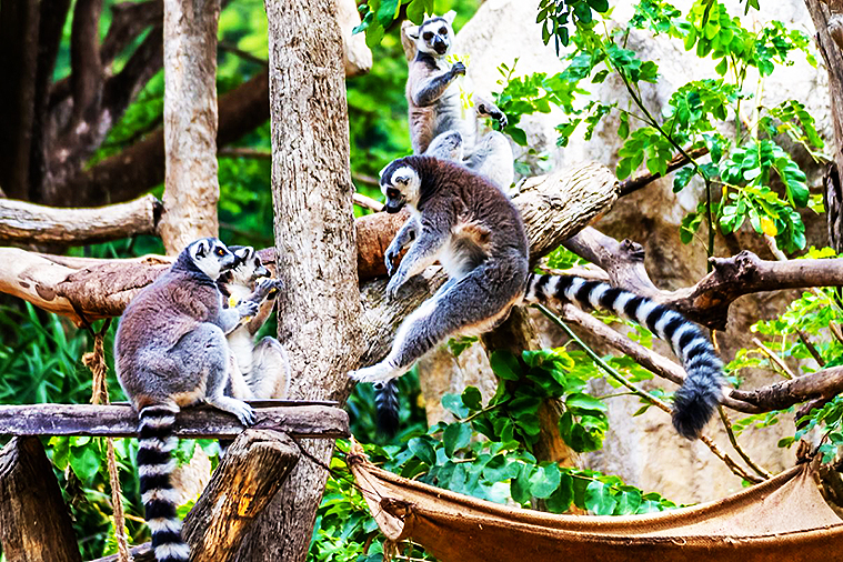 치앙마이 나이트 사파리, 치앙마이 데이 사파리, Day Safari Chiang Mai, Night Safari, 치앙마이 동물원, 치앙마이 야간 동물원